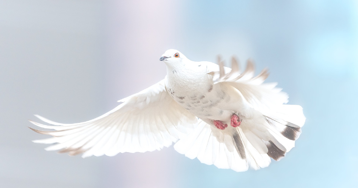 white dove in lucid dreaming