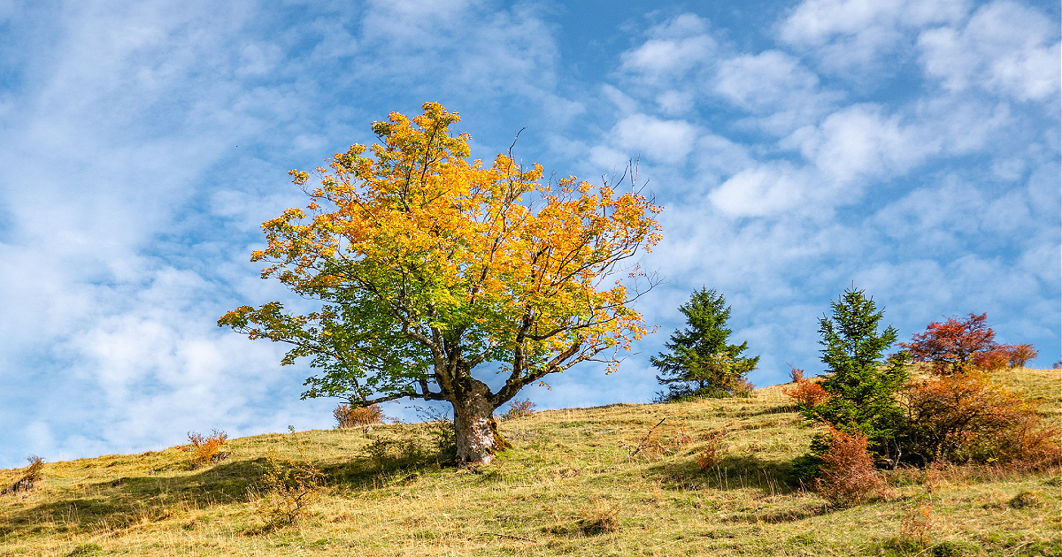 colorful landscape in lucid dreaming