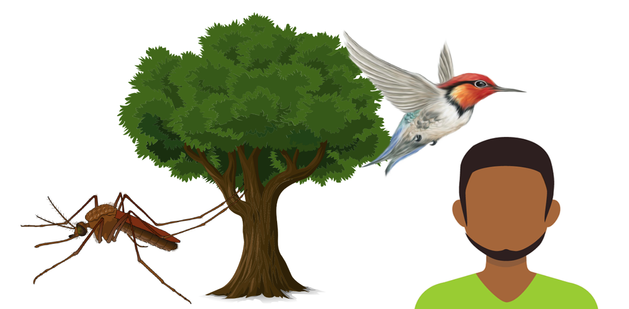 On Becoming a Mosquito, a Tree, a Bird and a Human