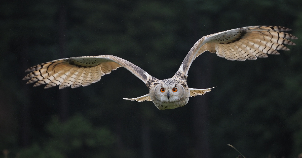 Owl owl in lucid dreaming