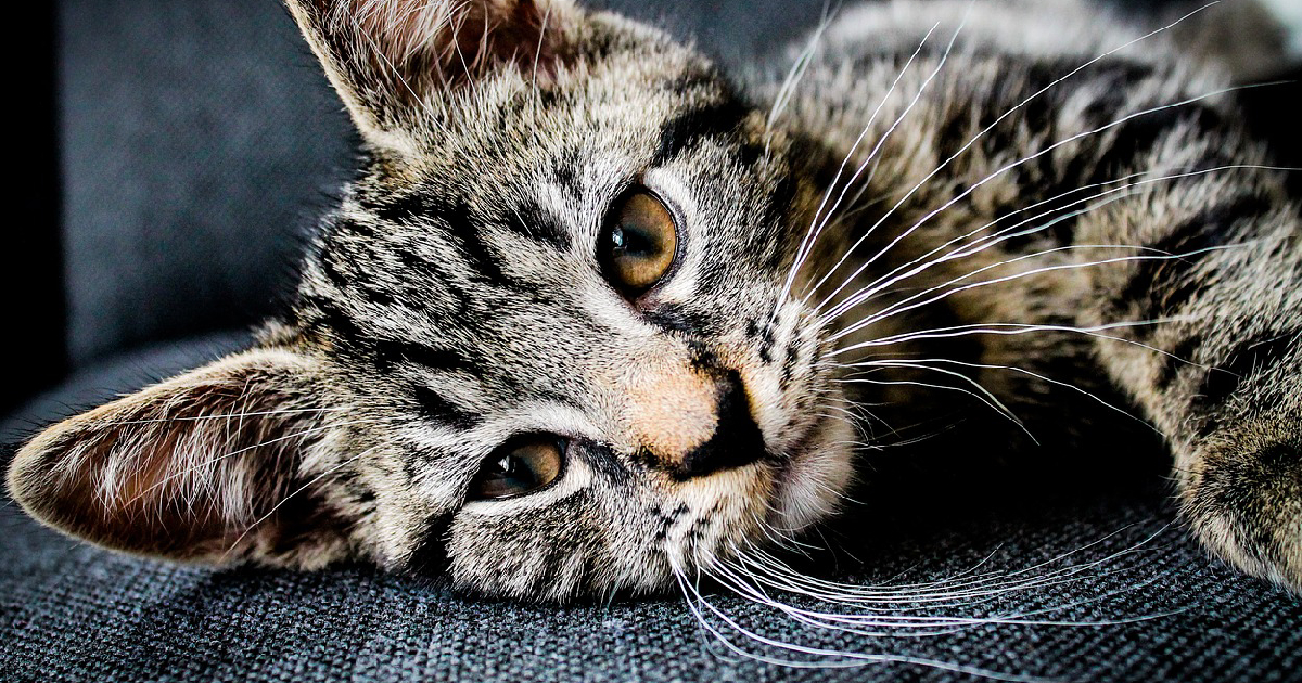 Image by Free-Photos from Pixabay 4 whiskers in lucid dreaming