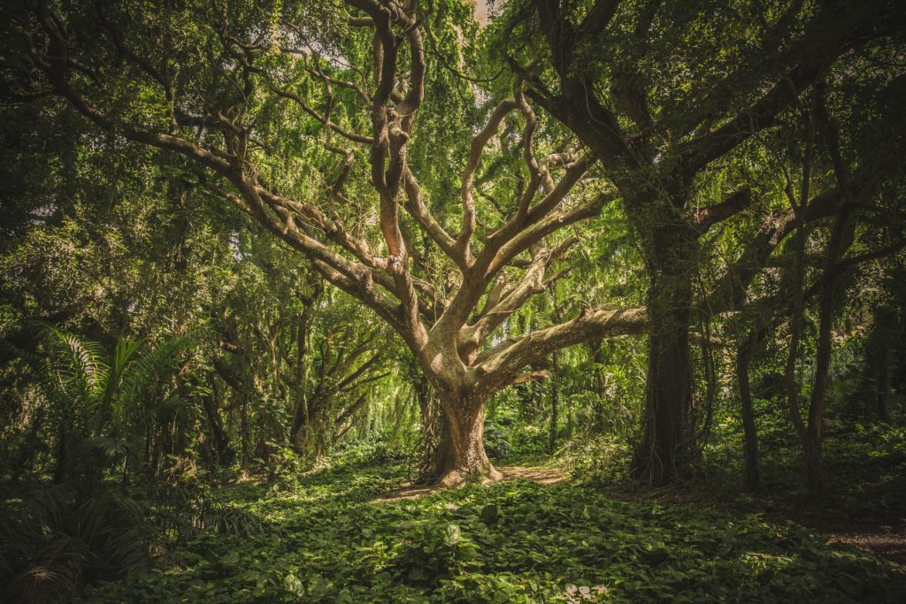oak tree in lucid dreaming